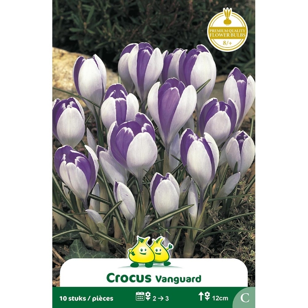 Image de Paquet CROCUS  VANGUARD  cal :8/+