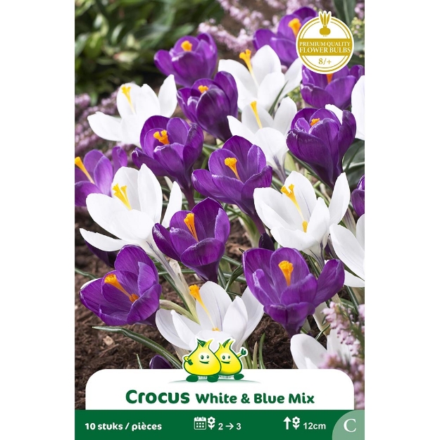 Image de Paquet CROCUS  BLEU - BLANC MIX  cal :8/+