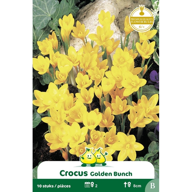 Image de Paquet BOTANIQUE CROCUS GOLDEN BUNCH B cal :6/+