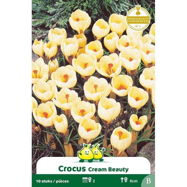 Image de Paquet BOTANIQUE CROCUS CREAM BEAUTY B cal :6/+