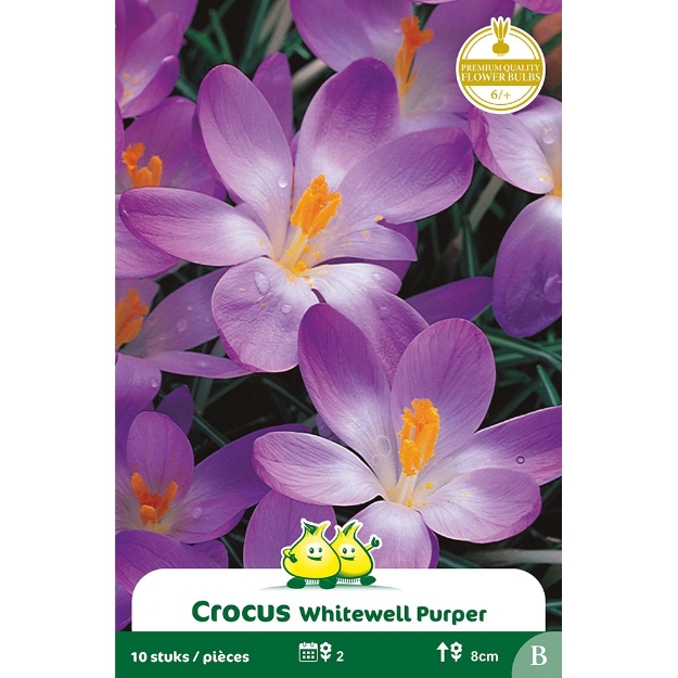 Image de Paquet BOTANIQUE CROCUS WHITEWELL PURPER B cal :6/+
