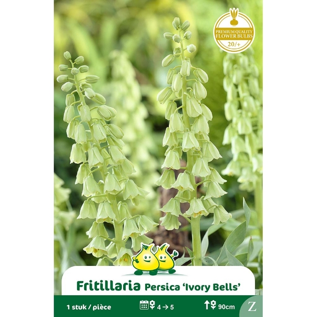 Image de Paquet FRITULLARIA IVORY BELLS Z cal :20/+