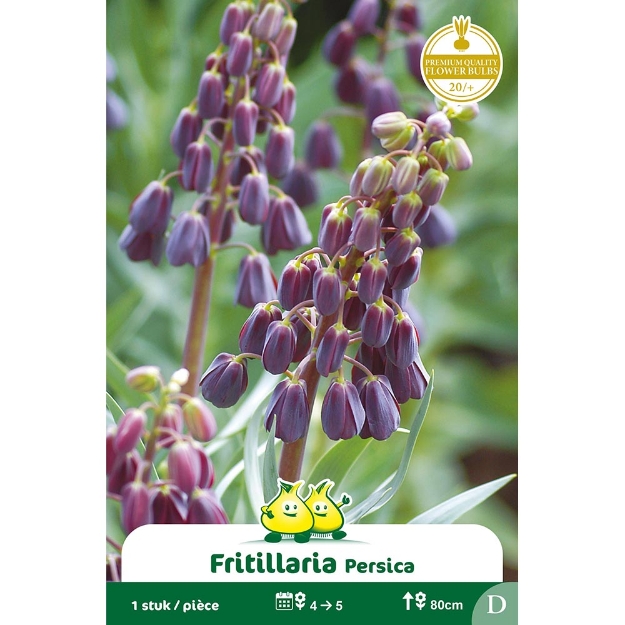 Image de Paquet FRITULLARIA PERSICA  G cal :20/+