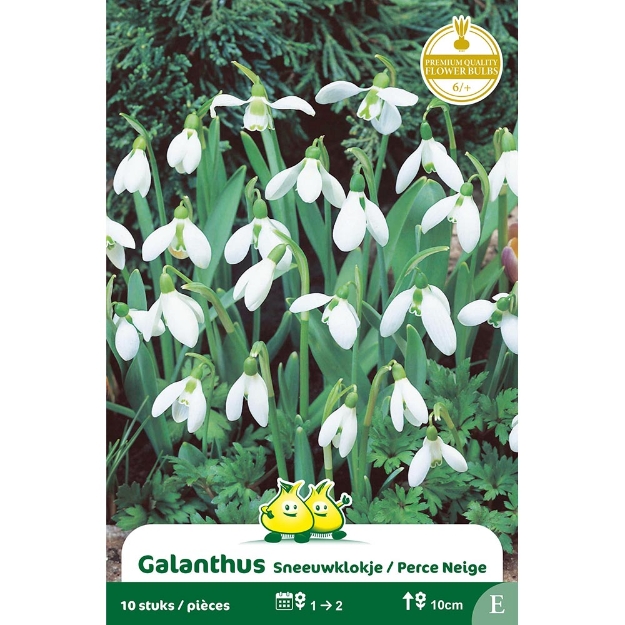 Image de Paquet GALANTHUS SNEEUWKLOKJE E cal :6/+
