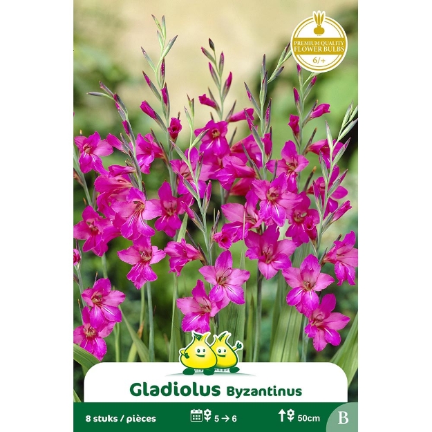 Image de Paquet  GLADIOLUS BYZANTINUS cal :6/+