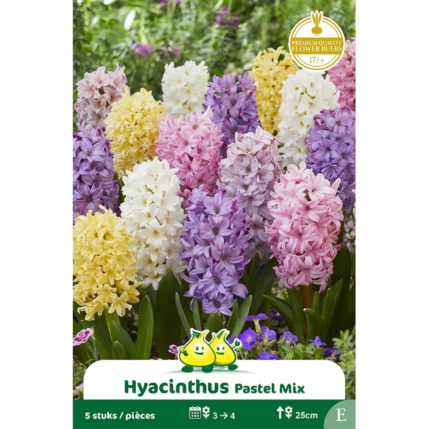 Image de Paquet JACINTHES PASTEL MIX E cal :17/+