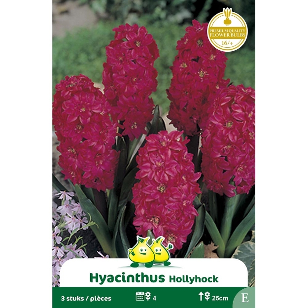 Image de Paquet JACINTHES HOLLYHOCK E cal :16/+