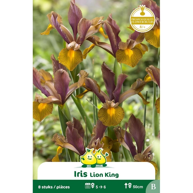 Image de Paquet IRIS  LION KING B cal :8/+