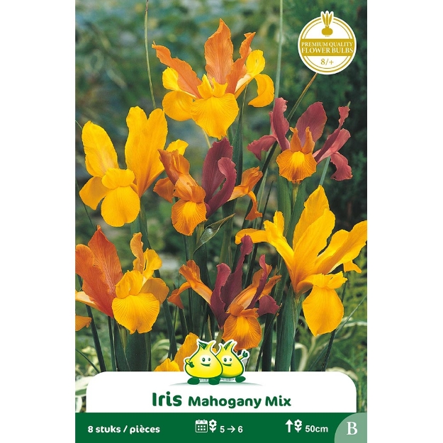 Image de Paquet IRIS MAGOGANY MIX  B cal :8/+