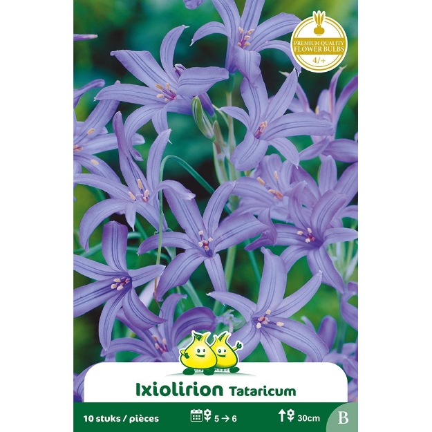 Image de Paquet IXIOLIRION TATARICUM B cal :4/+