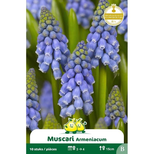 Image de Paquet MUSCARI ARMENIACUM B cal :8/+