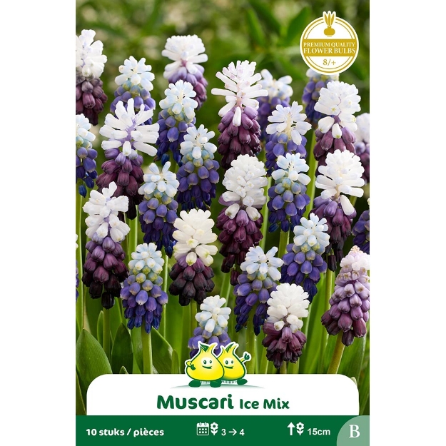 Image de Paquet MUSCARI ICE MIX cal :8/+
