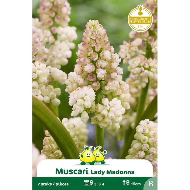 Image de Paquet MUSCARI LADY MADONNA cal :8/+