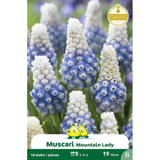 Image de Paquet MUSCARI MOUNTAIN LADY B cal :8/+