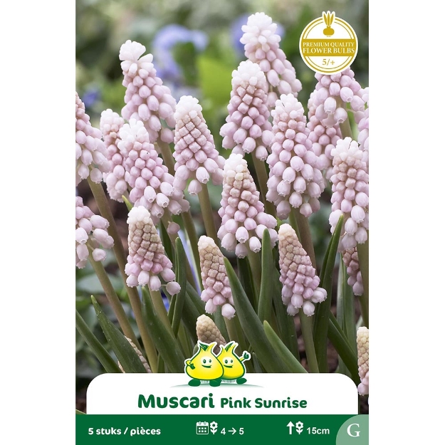 Image de Paquet MUSCARI PINK SUNRICE G cal :5/+