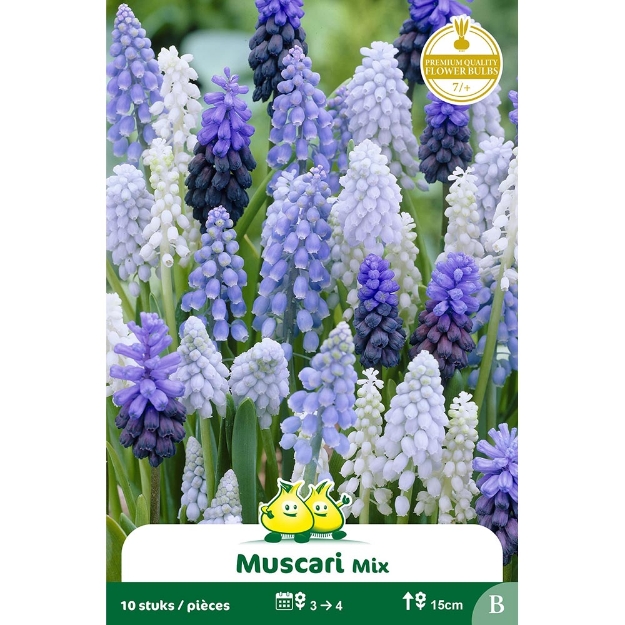 Image de Paquet MUSCARI MIX B cal :8/+