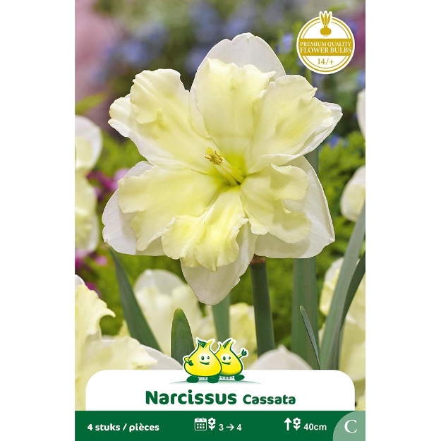 Image de Paquet SPLITNARCIS  CASSATA C cal :14/+