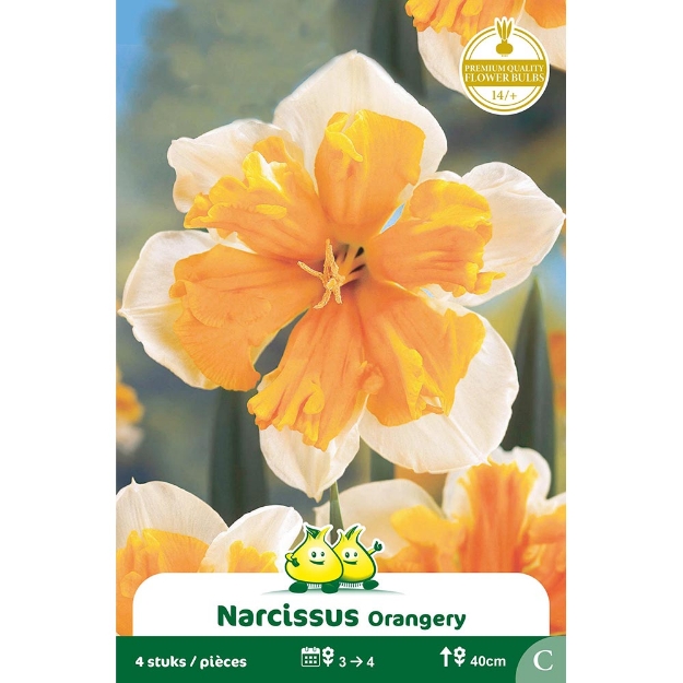 Image de Paquet SPLITNARCIS  ORANGERY C cal :14/+