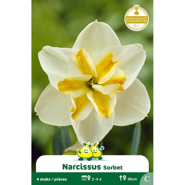 Image de Paquet SPLITNARCIS  SORBET C cal :12/+
