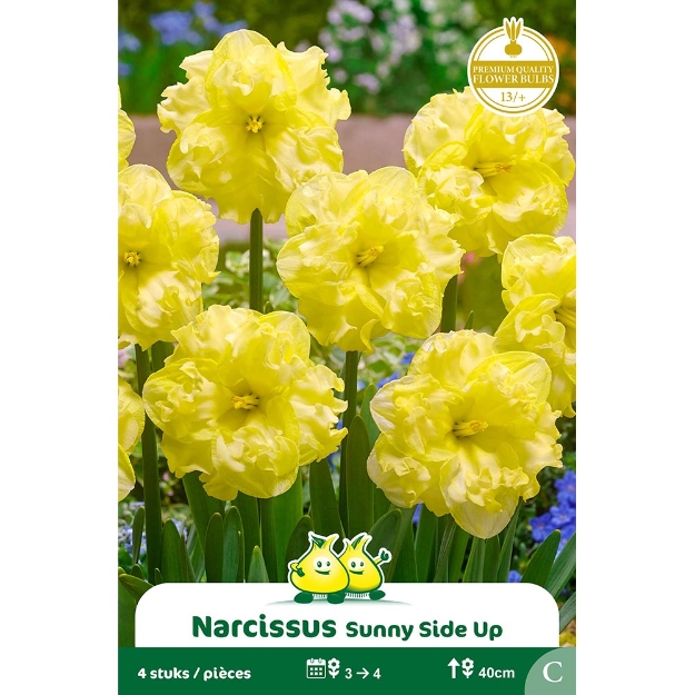 Image de Paquet SPLITNARCIS  SUNNY SIDE UP cal :13/+