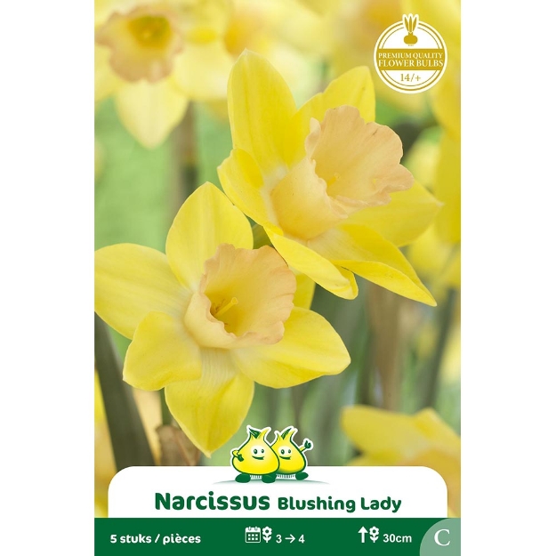 Image de Paquet NARCIS  BLUSHING LADY C cal :14/+