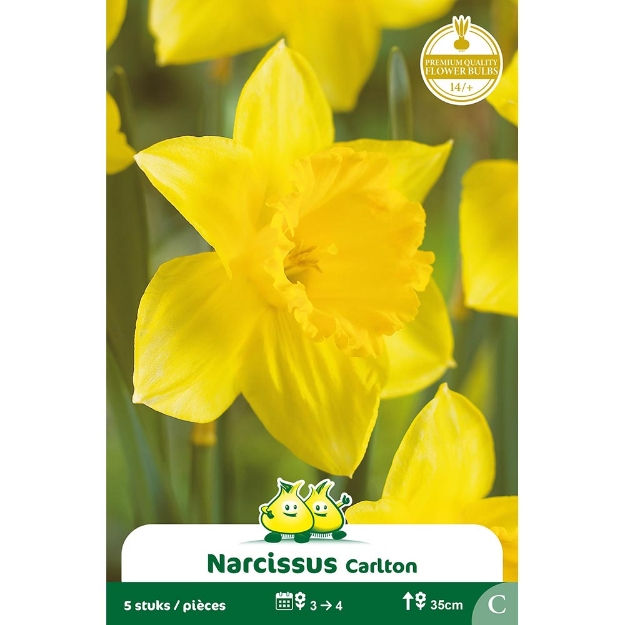 Image de Paquet TROMPET NARCIS  CARLTON C cal :14/+