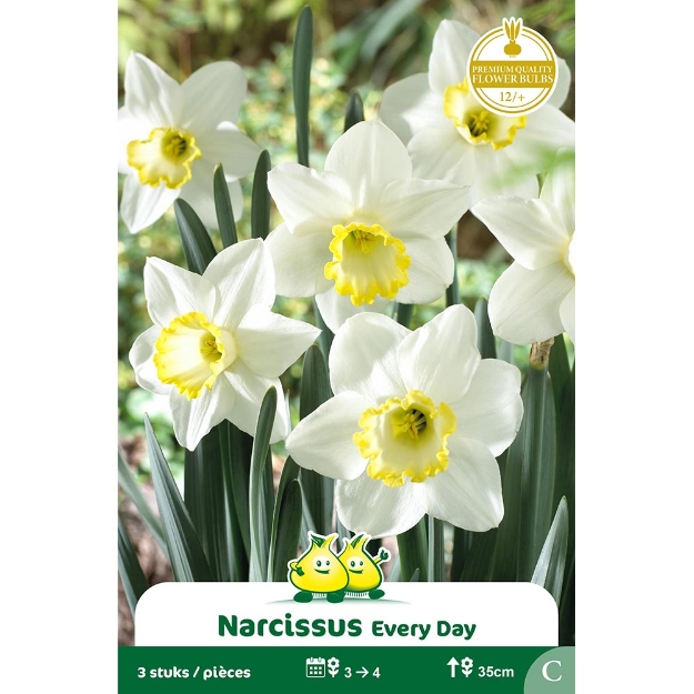 Image de Paquet TROMPET NARCIS  EVERY DAY C cal :12/+