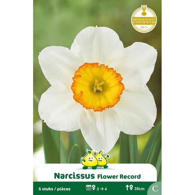 Image de Paquet NARCIS   FLOWER RECORD C cal :14/+