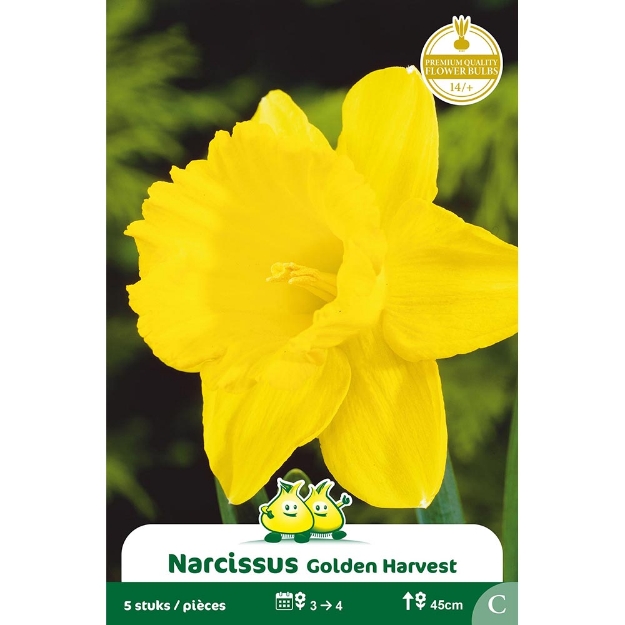 Image de Paquet TROMPET NARCIS  GOLDEN HARVEST C cal :14/+