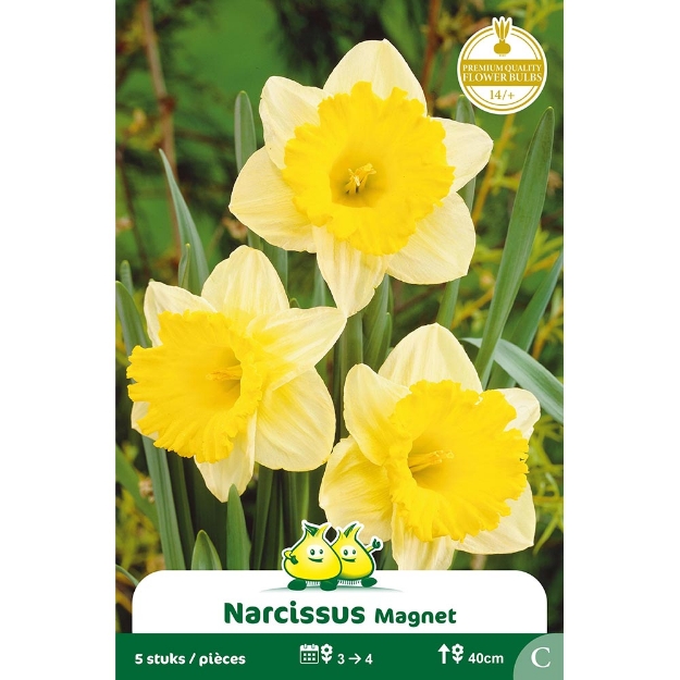 Image de Paquet TROMPET NARCIS  MAGNEET C cal :14/+