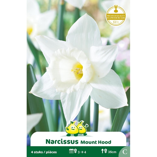 Image de Paquet TROMPET NARCIS  MOUNT HOOD C cal :14/+