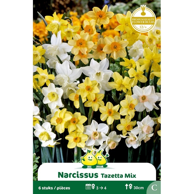 Image de Paquet NARCIS  TAZETTA MIX C cal :14/+