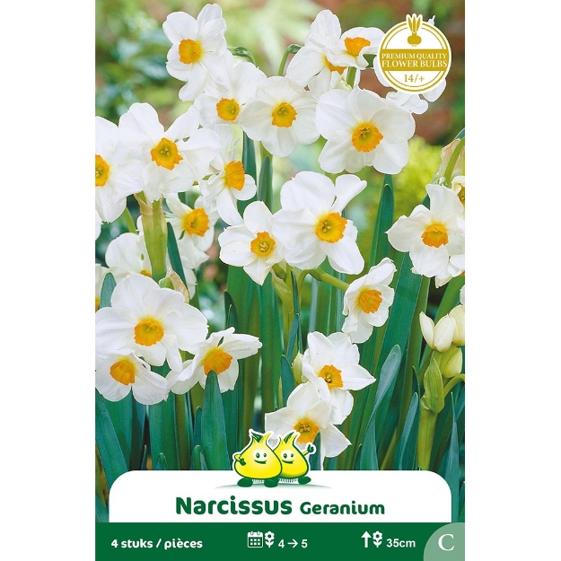 Image de Paquet NARCIS   GERANIUM C cal :14/+