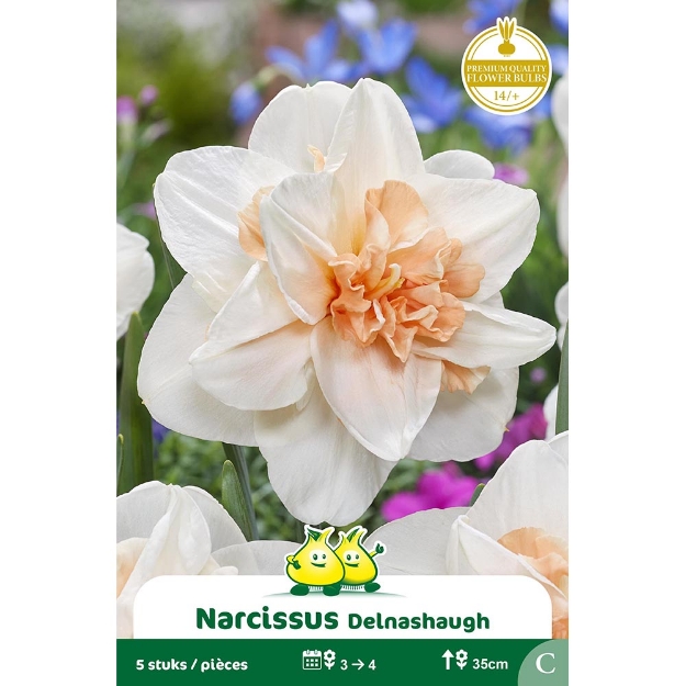 Image de Paquet DOUBLE NARCIS DELNASHAUGH  C cal :14/+