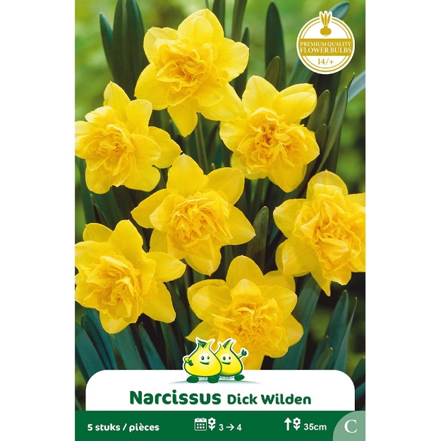 Image de Paquet DUBBELE NARCIS  DICK WILDEN  C cal :14/+