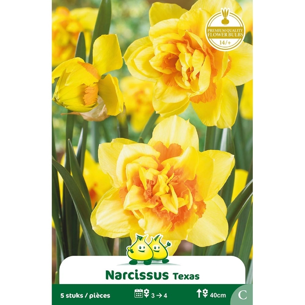 Image de Paquet NARCIS DOUBLE TEXAS C cal :14/+