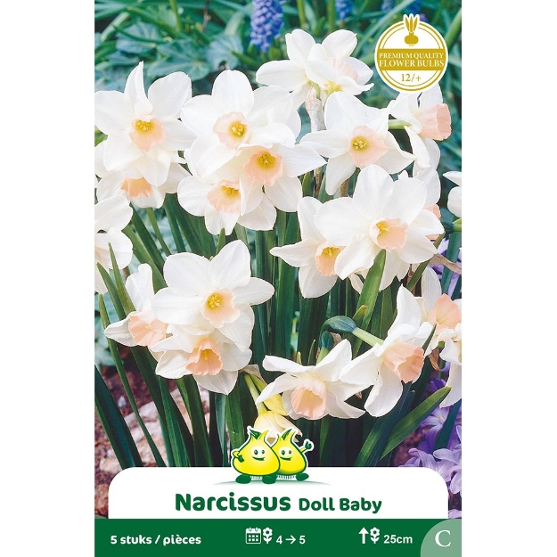 Image de Paquet BOTANIQUE NARCIS  BELL SONG DOLL BABY C cal :12/+
