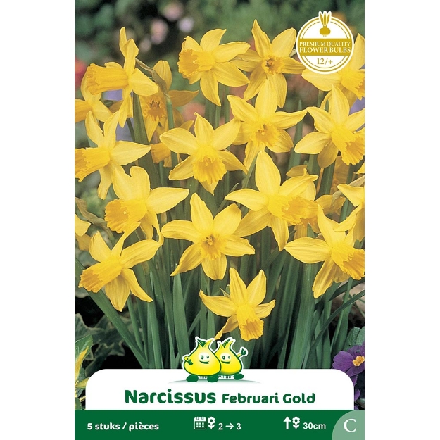 Image de Paquet BOTANIQUE NARCIS  FEBRUARI GOLD C cal :12/+