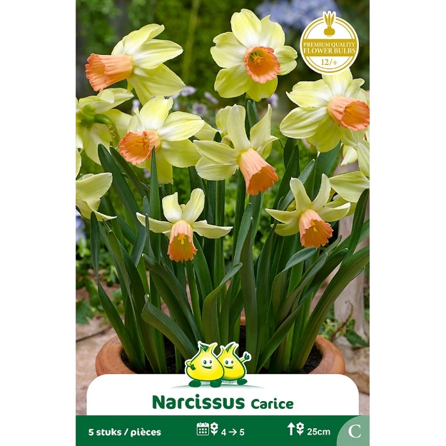 Image de Paquet BOTANIQUE NARCIS  CARICE cal :12/+