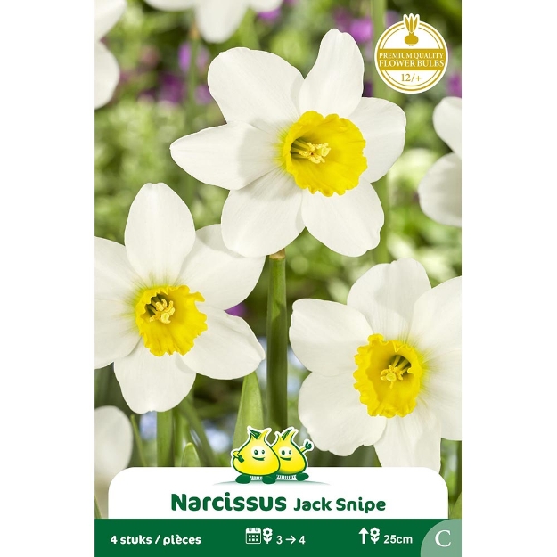 Image de Paquet BOTANIQUE NARCIS  JACK SNIP C cal :12/+