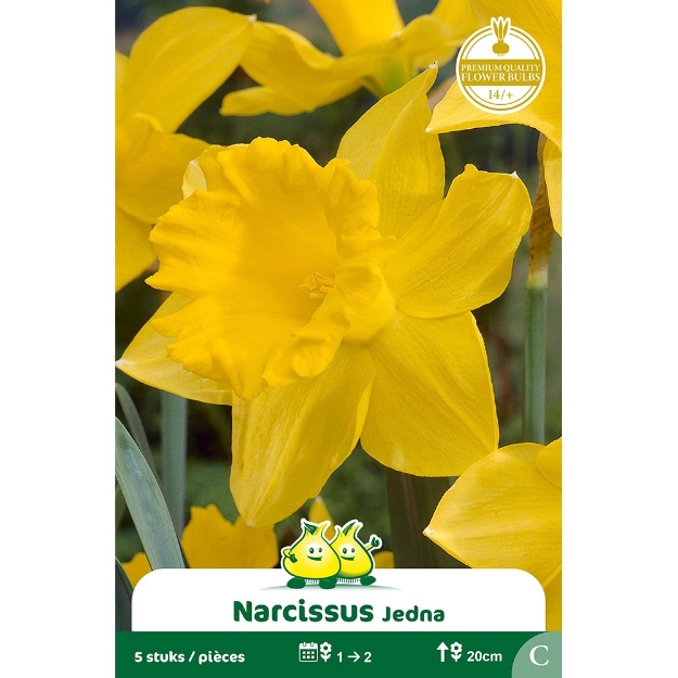 Image de Paquet BOTANIQUE NARCIS  JEDNA C cal :14/+
