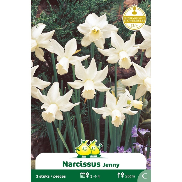 Image de Paquet BOTANIQUE NARCIS  JENNY C cal :12/+