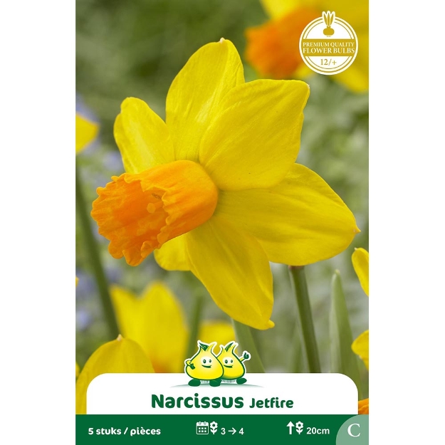 Image de Paquet BOTANIQUE NARCIS  JETFIRE C cal :12/+