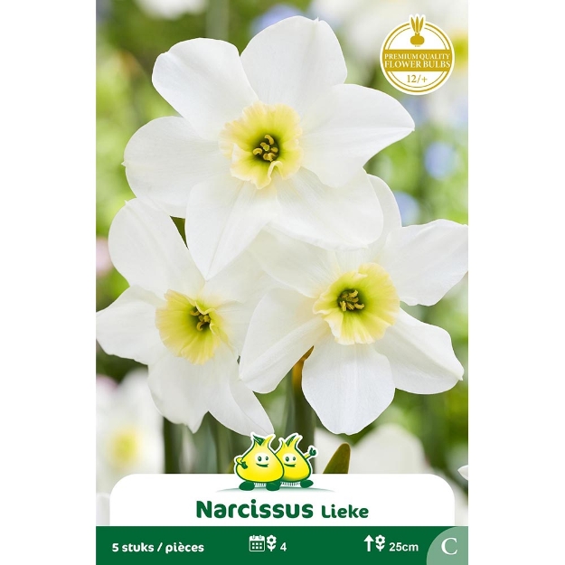 Image de Paquet BOTANIQUE NARCIS  LIEKE C cal :12/+