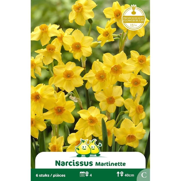 Image de Paquet BOTANIQUE NARCIS  MARTINETTE C cal :12/+