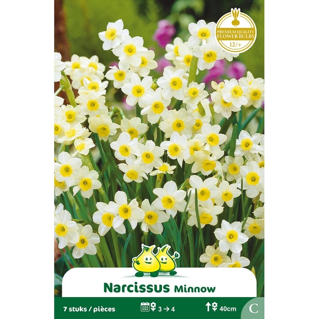 Image de Paquet BOTANIQUE NARCIS  MINNOW C cal :12/+
