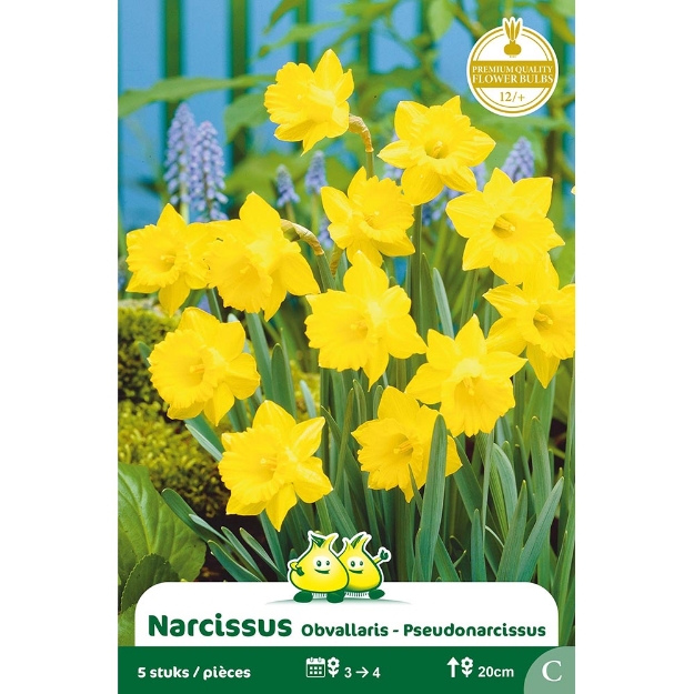 Image de Paquet BOTANIQUE NARCIS  OBVALLARIS C cal :12/+