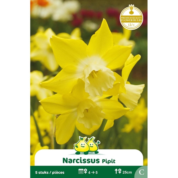 Image de Paquet BOTANIQUE NARCIS  PIPIT C cal :12/+
