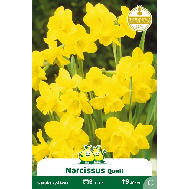 Image de Paquet BOTANIQUE NARCIS  QUAIL C cal :12/+