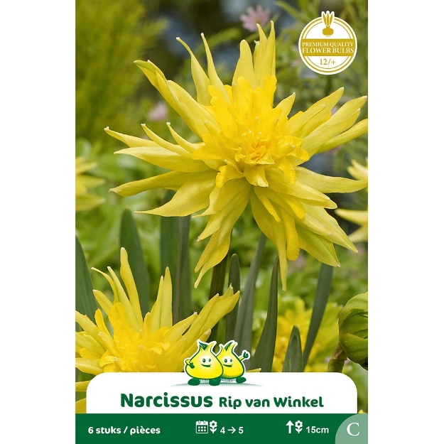 Image de Paquet BOTANIQUE NARCIS  RIP VAN WINKEL C cal :12/+